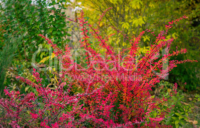 Red barberry bush