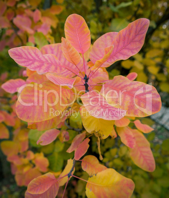 Leaves of smoke bush