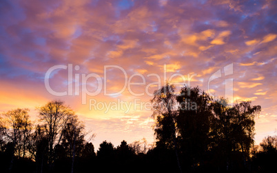 Sunset sky and trees