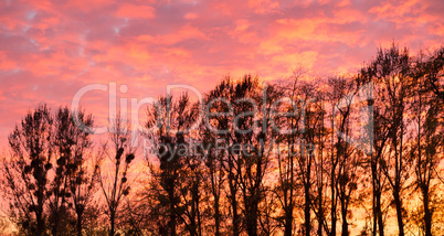 Sunset sky and trees