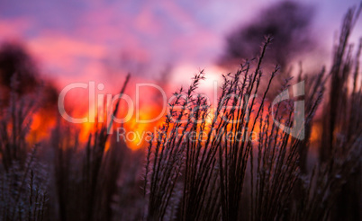 Sunset and grass