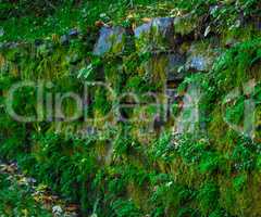 Old stone wall with green moss and plants.