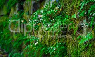 Old stone wall with green moss and plants.