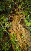 Old big linden tree closeup.
