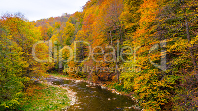 Autumn beautiful forest and river.