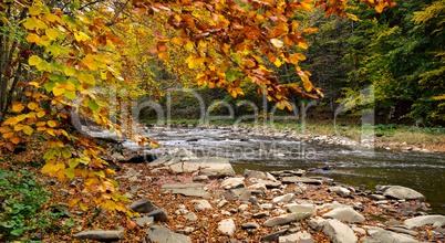 Autumn forest and river and rocks.