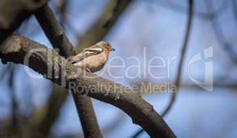 Little chaffinch sitting on a branch