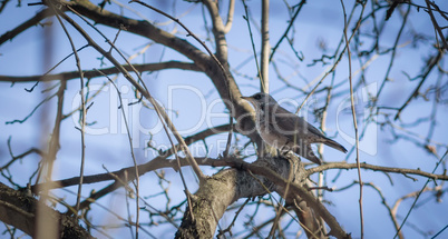 Thrush sitting on the tree.