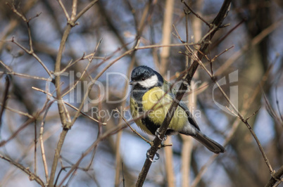 Little tomtit sitting on the branch.