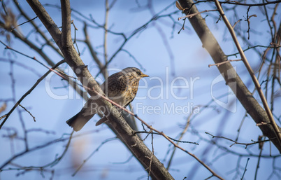 Thrush sitting on the tree.