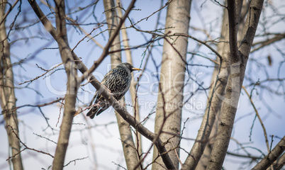Starling on the tree
