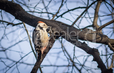 Cute woodpecker on the branch.