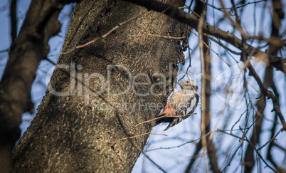 Cute woodpecker on the branch.