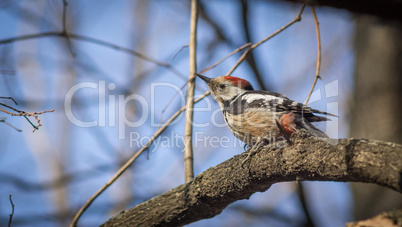 Cute woodpecker on the branch.