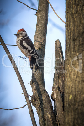 Cute woodpecker on the branch.