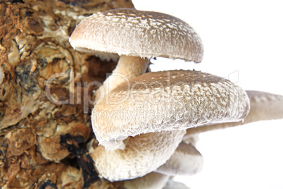 Shiitake