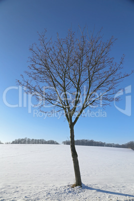 Baum in Winterlandschaft