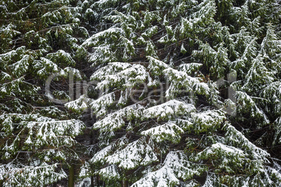 Fir branches with snow