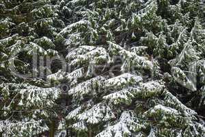 Fir branches with snow
