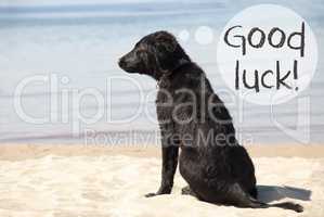 Dog At Sandy Beach, Text Good Luck