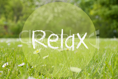 Gras Meadow, Daisy Flowers, Text Relax