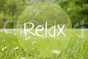 Gras Meadow, Daisy Flowers, Text Relax