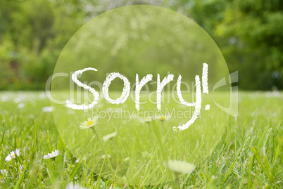 Gras Meadow, Daisy Flowers, Text Sorry