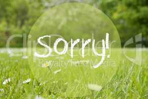 Gras Meadow, Daisy Flowers, Text Sorry