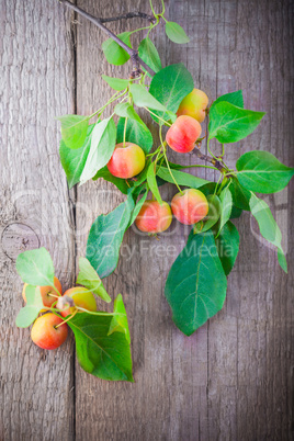 Branch with apples on a wooden board