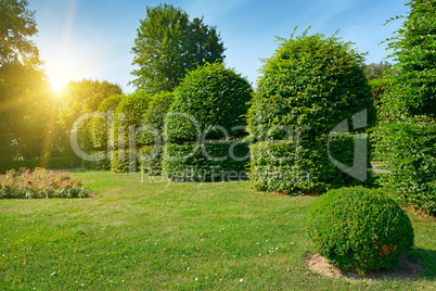 Hedges and ornamental shrub in a summer park. Bright Sunrise in