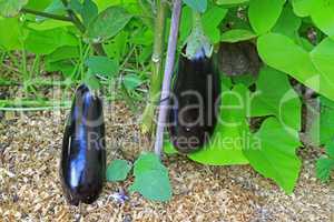 Aubergine (Solanum melongena)