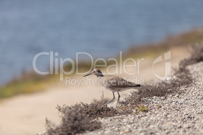 Long billed Dowitcher