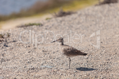 Long billed Dowitcher