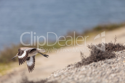 Long billed Dowitcher