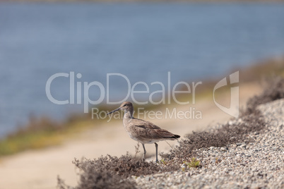 Long billed Dowitcher