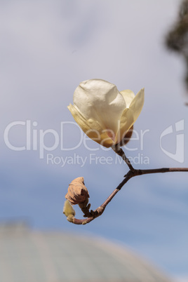 White magnolia flower, Magnolia cylindrica