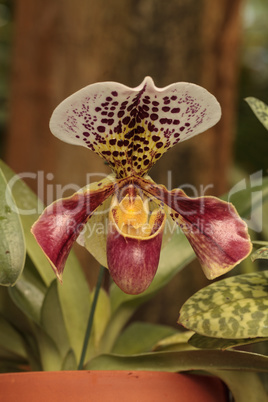 Lady Slipper Orchid flower Paphiopedilum