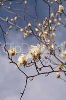 White magnolia flower, Magnolia cylindrica