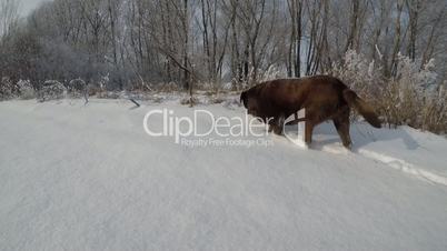 Chocolate brown Labrador walking in the deep snow in winter