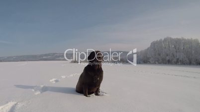 Chocolate brown Labrador sitting in the snow in winter