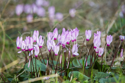 Wild cyclamen hederifolium in forest .