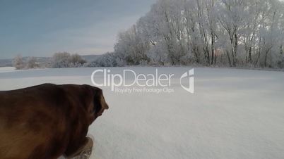 Chocolate brown Labrador running in the deep snow in winter slow motion