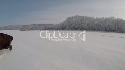 Chocolate brown Labrador walking in the deep snow in winter