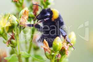 Bumble bee on flower - pollination