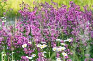 Summer meadow flowers