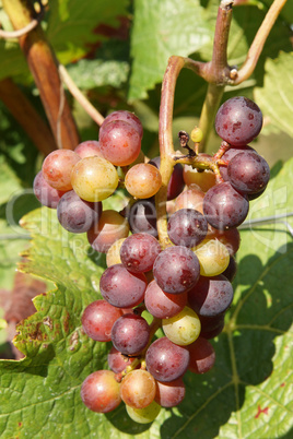 Weinreben im Herbst