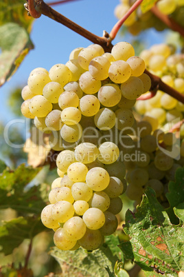 Weinreben im Herbst