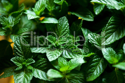 fresh mint plant