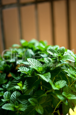 fresh mint plant