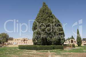 alter Zederbaum, Abarkuh, Iran, Asien